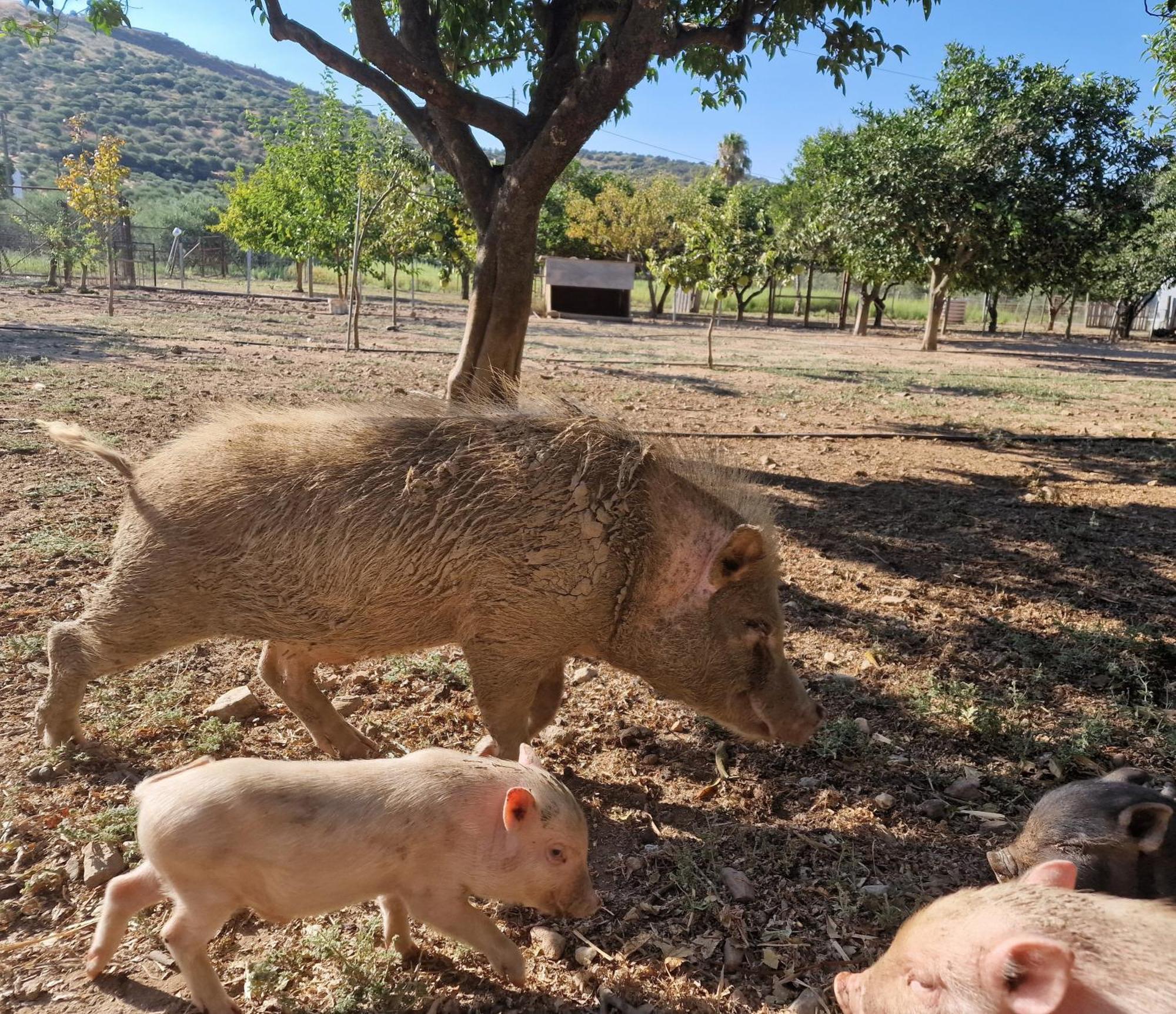Quinta Da Ponte Das Hortas 1 エルヴァス エクステリア 写真